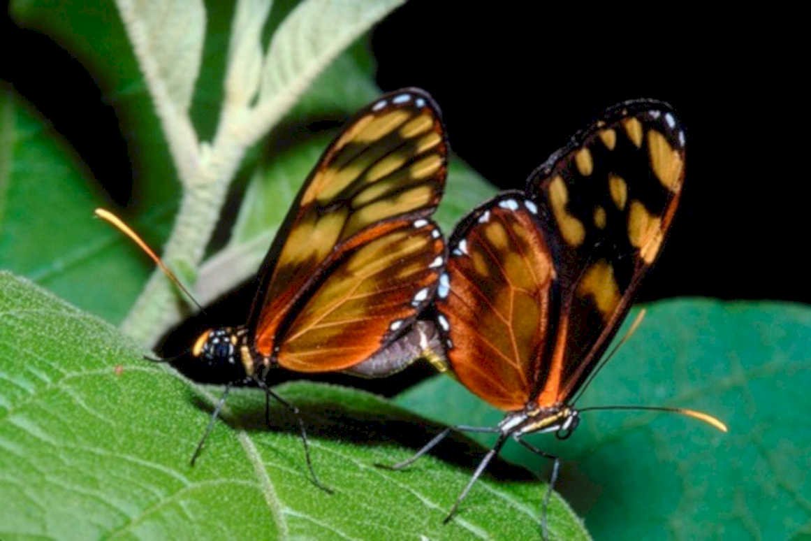 monarch butterflies mating1980s 1990s A4 Photo Print