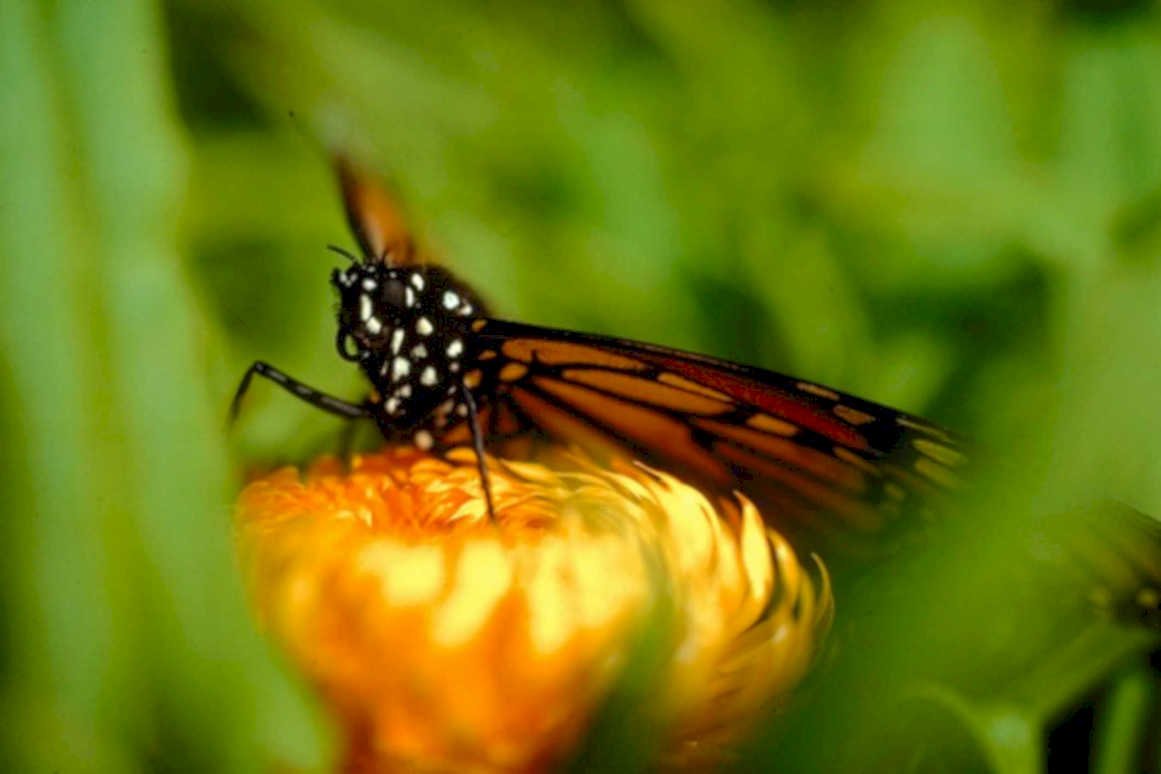 monarch butterfly flower1980s 1990s A4 Photo Print