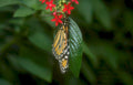 monarch butterfly lantana Vintage A4 Photo Print