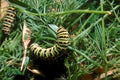 monarch caterpillar dill1980s 1990s A4 Photo Print