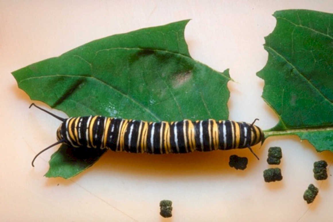 monarch caterpillar milkweed1980s 1990s A4 Photo Print