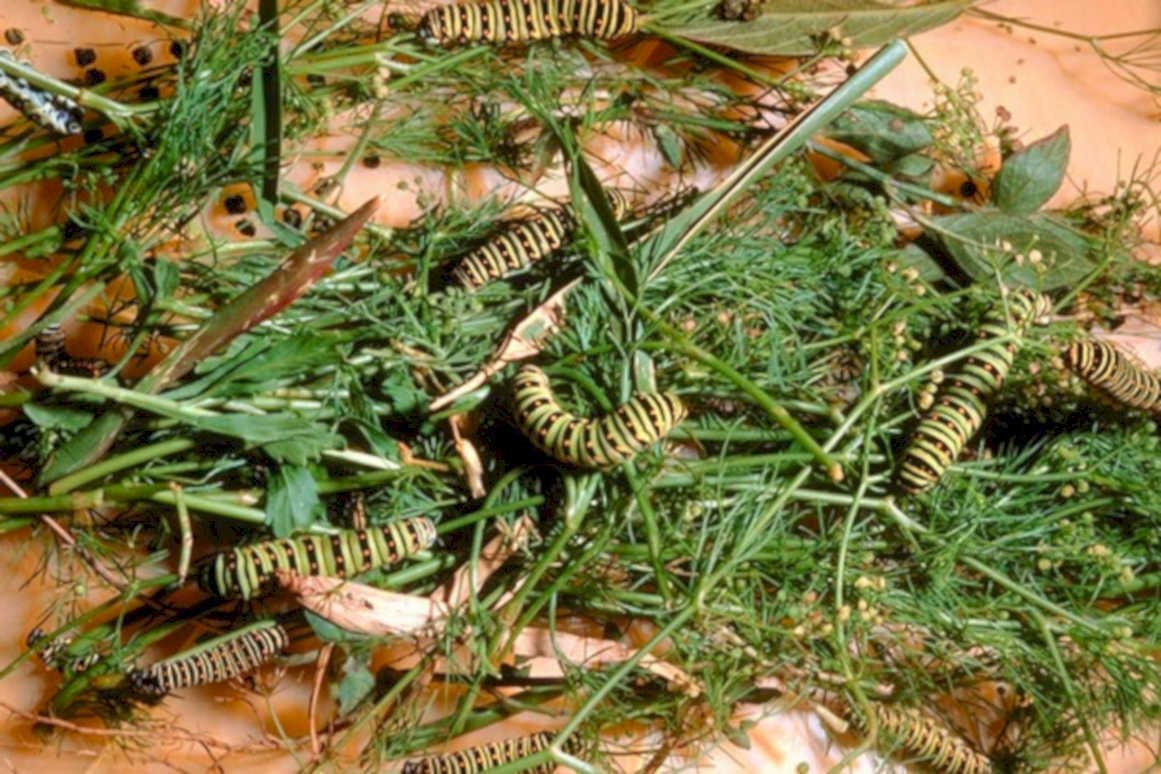 monarch caterpillars dill1980s 1990s A4 Photo Print