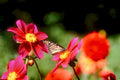 monarch dahlia garden1980s 1990s A4 Photo Print