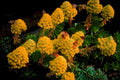 monarch yarrow butterflies1980s 1990s A4 Photo Print
