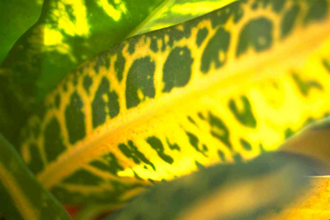 monstera fenestrations backlit Tropical Plant 1980s A4 Photo Print