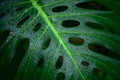 monstera leaf water Tropical Plant 1980s A4 Photo Print