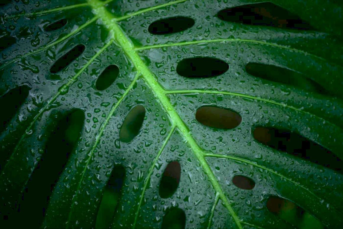 monstera leaf water Tropical Plant 1980s A4 Photo Print