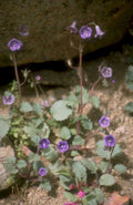 monstromia wildflowers lavender 1980s 1990s A4 Photo Print