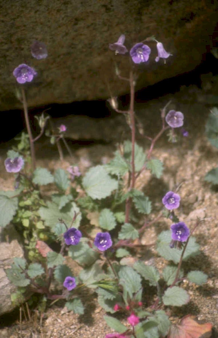 monstromia wildflowers lavender 1980s 1990s A4 Photo Print