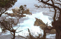 monterey cypress wave Vintage A4 Photo Print