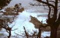 monterey cypress waves Vintage A4 Photo Print