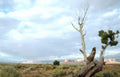 monument valley juniper 1 Vintage A4 Photo Print