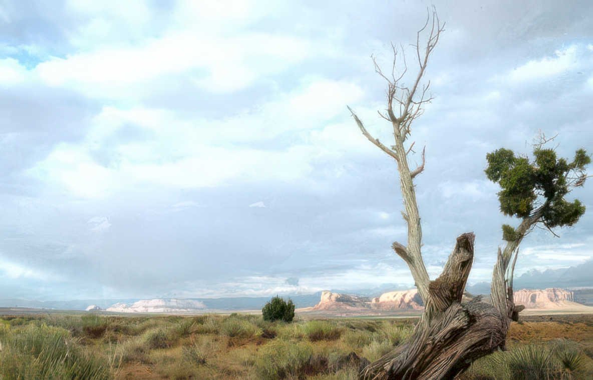 monument valley juniper 1 Vintage A4 Photo Print