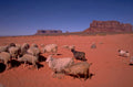 monument valley sheep 1980s 1990s A4 Photo Print 42
