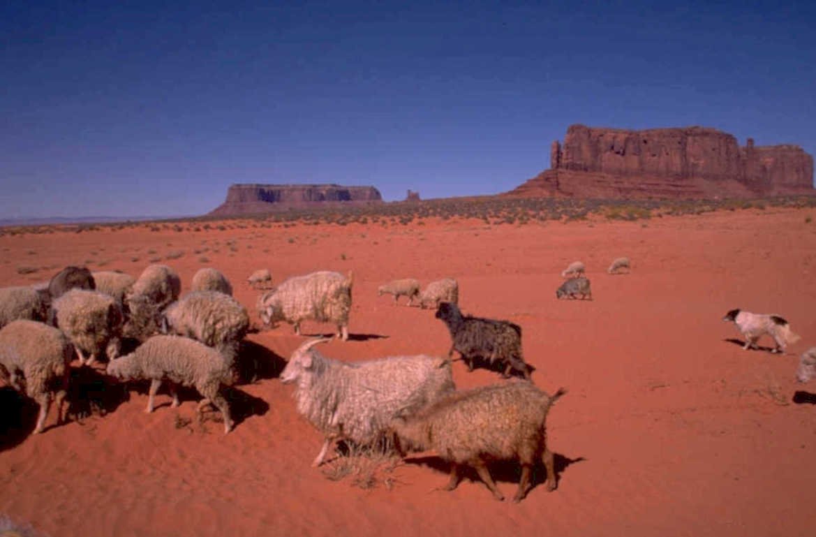 monument valley sheep 1980s 1990s A4 Photo Print 42