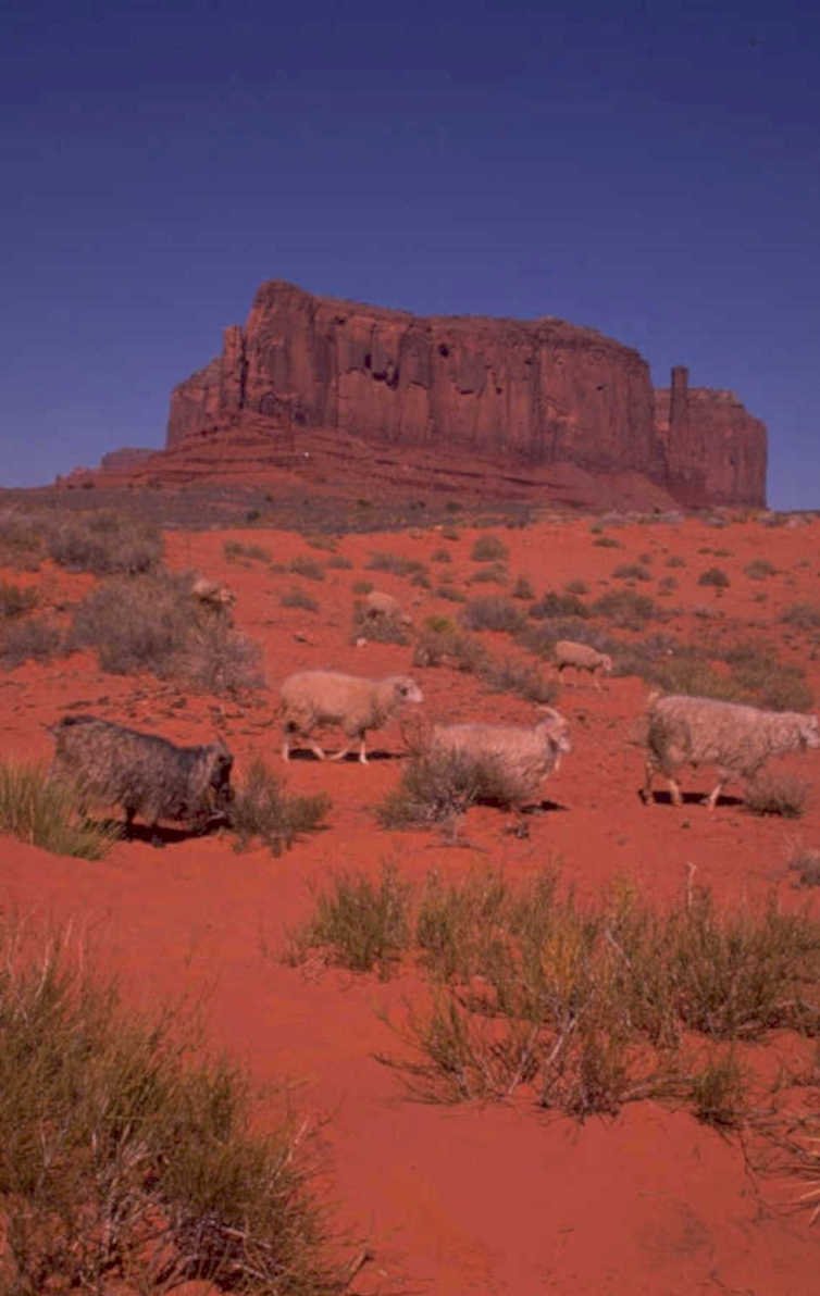 monument valley sheep 1980s 1990s A4 Photo Print