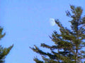 moon pine trees1980s 1990s A4 Photo Print