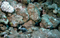 moray eel reef GIGA 2