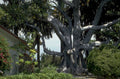 moreton bay fig 1980s 1990s A4 Photo Print