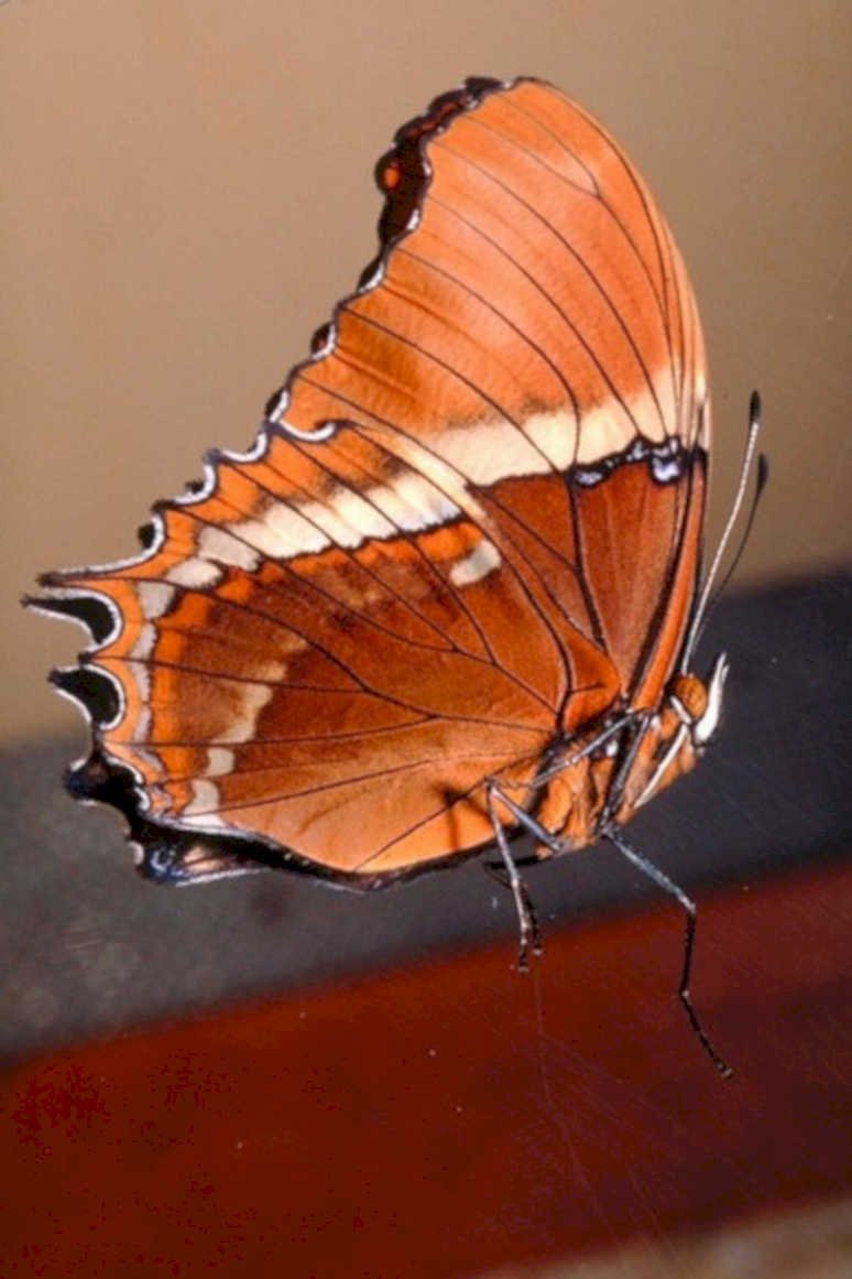 morpho butterfly web1980s 1990s A4 Photo Print
