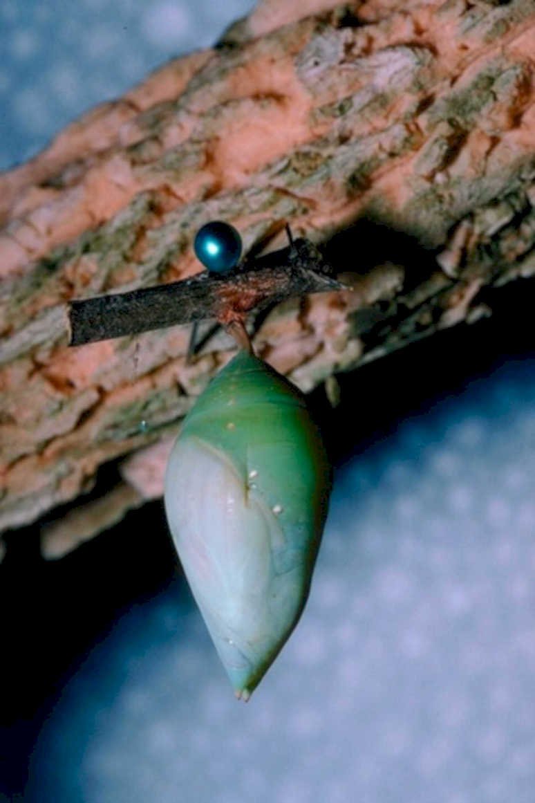 morpho chrysalis bead1980s 1990s A4 Photo Print