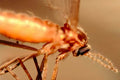 mosquito head macro1980s 1990s A4 Photo Print