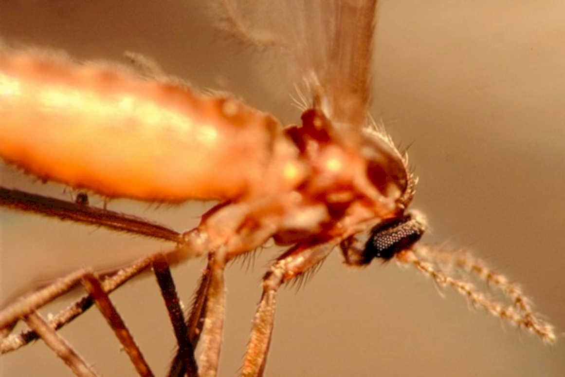 mosquito head macro1980s 1990s A4 Photo Print
