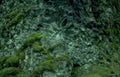 moss rock face Vintage A4 Photo Print
