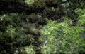 moss rock tidepool Vintage A4 Photo Print