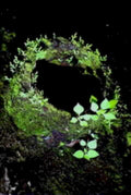 moss well night1980s 1990s A4 Photo Print