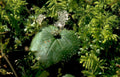 mossy leaf aphids Vintage A4 Photo Print