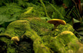 mossy log mushrooms Vintage A4 Photo Print