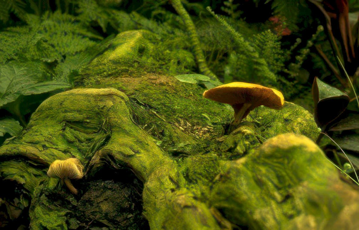 mossy log mushrooms Vintage A4 Photo Print