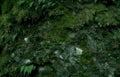 mossy rock face Vintage A4 Photo Print