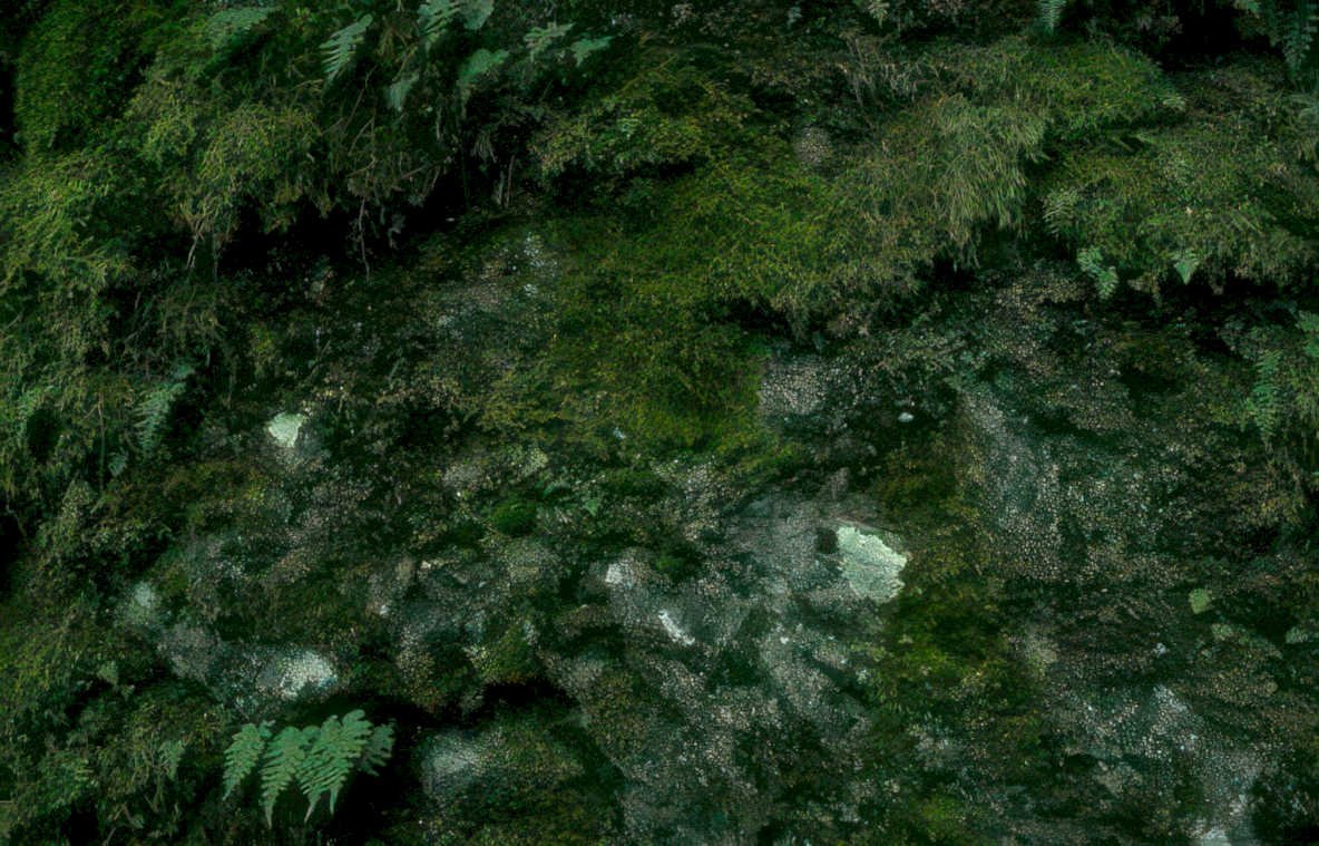 mossy rock face Vintage A4 Photo Print