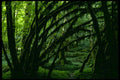 mossy trees forest1980s 1990s A4 Photo Print
