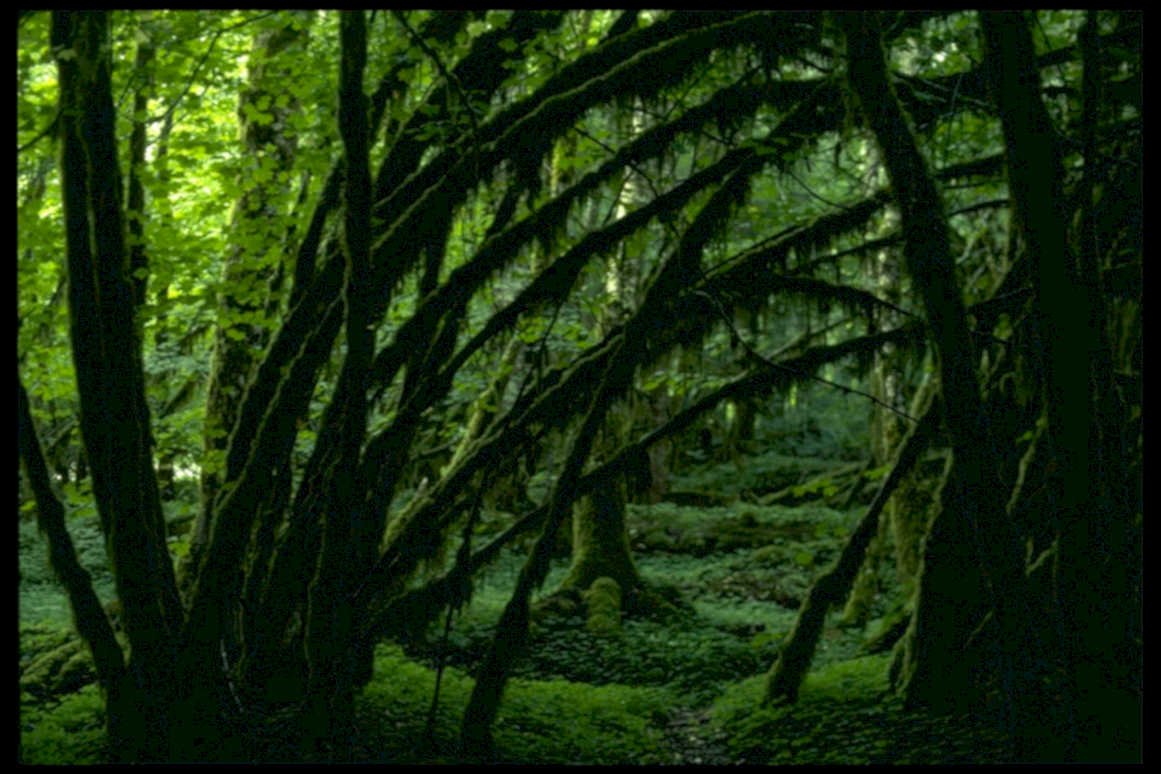 mossy trees forest1980s 1990s A4 Photo Print