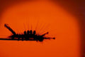 moth caterpillar sunset1980s 1990s A4 Photo Print