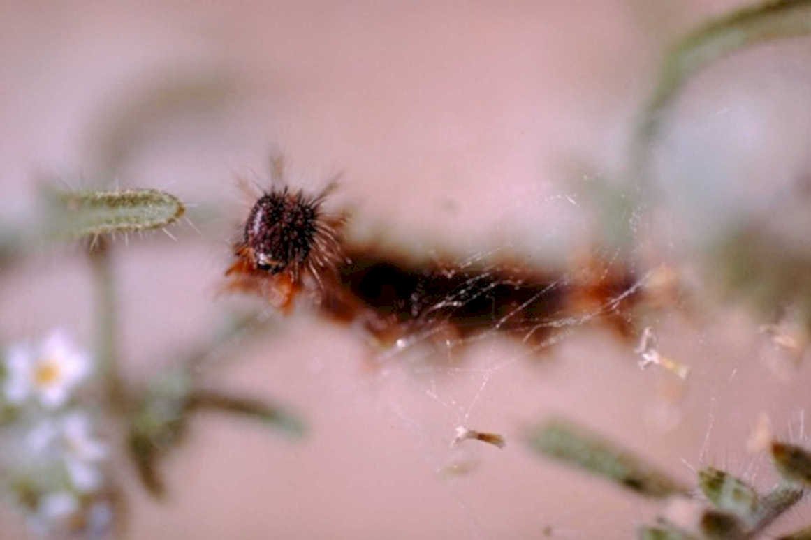 moth caterpillar web1980s 1990s A4 Photo Print