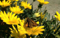 moth daisy garden Vintage A4 Photo Print