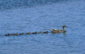 mother ducklings water Vintage A4 Photo Print