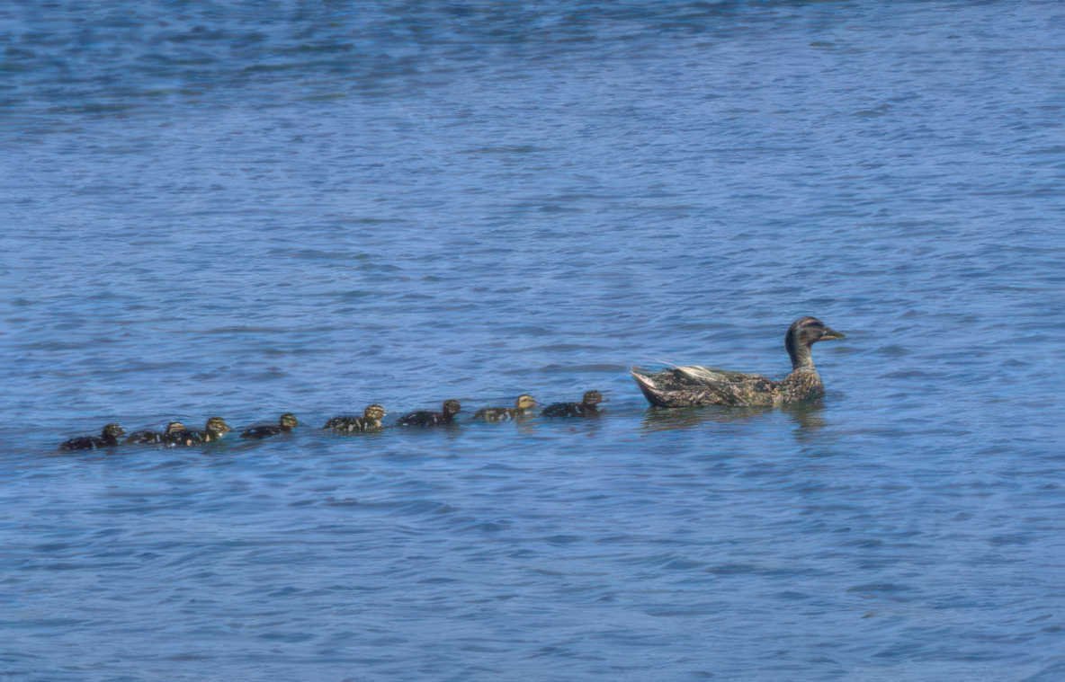 mother ducklings water Vintage A4 Photo Print