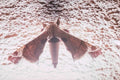 mottled gray moth1980s 1990s A4 Photo Print