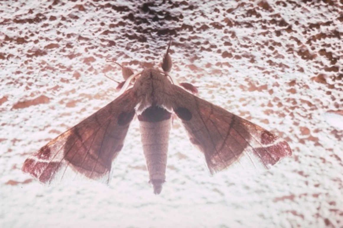 mottled gray moth1980s 1990s A4 Photo Print