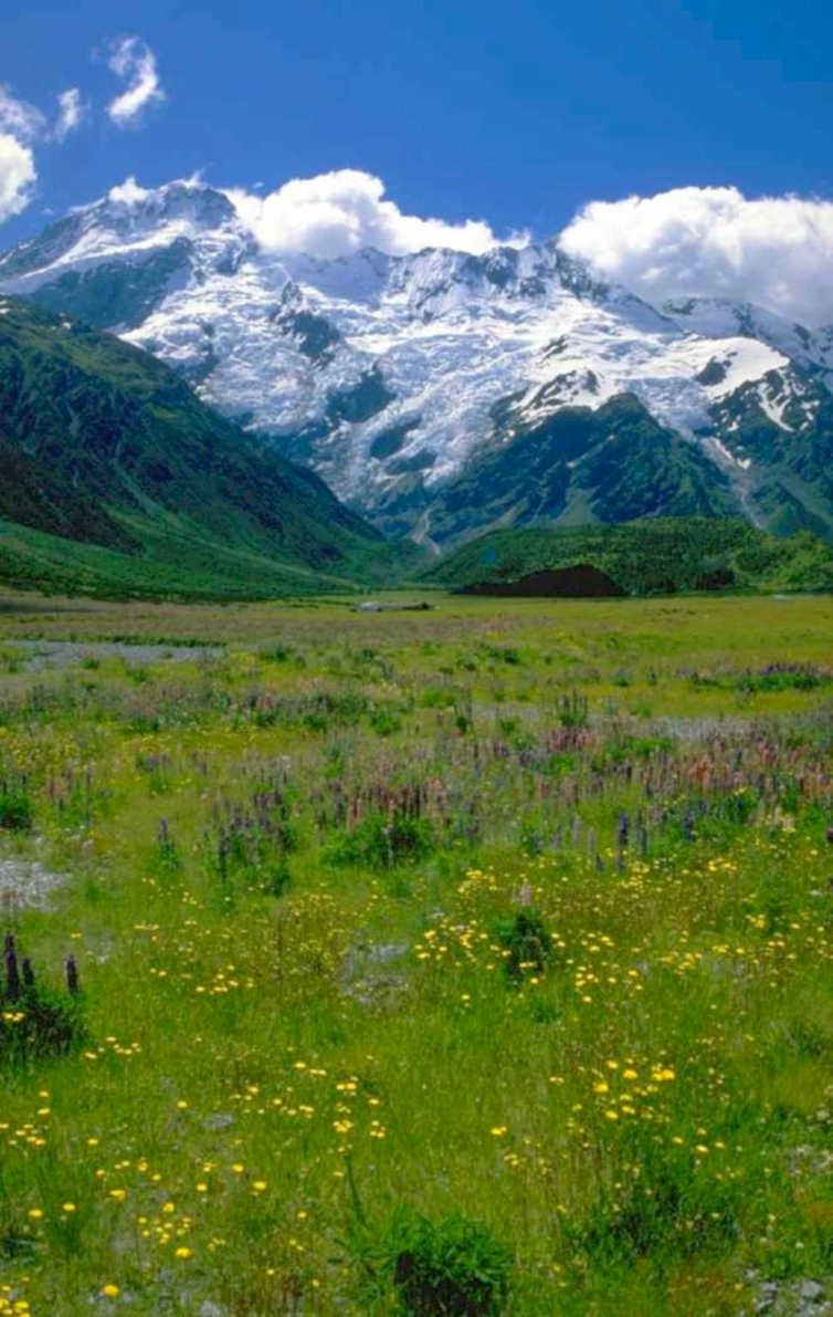 mount cook lupin 1980s 1990s A4 Photo Print