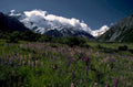 mount cook wildflowers 1980s 1990s A4 Photo Print
