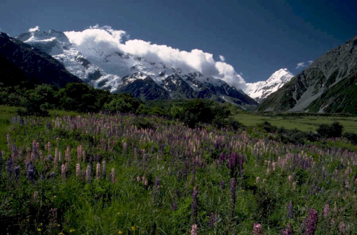 mount cook wildflowers 1980s 1990s A4 Photo Print