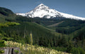 mount hood lupine Vintage A4 Photo Print