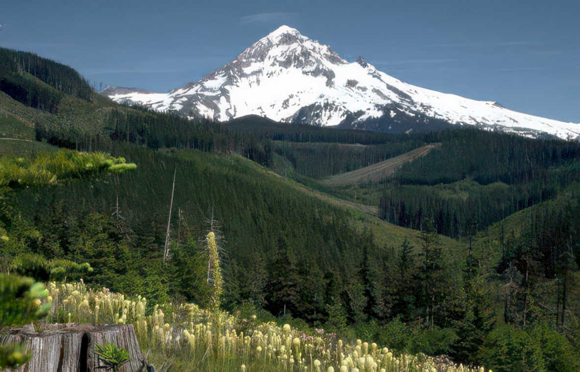 mount hood lupine Vintage A4 Photo Print