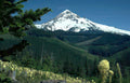 mount hood wildflowers 1 Vintage A4 Photo Print